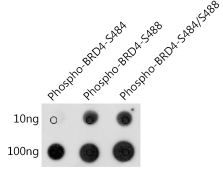 Phospho-BRD4-S484/S488 Rabbit Polyclonal Antibody