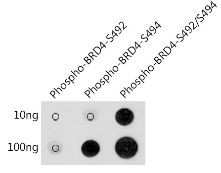 Phospho-BRD4-S492/S494 Rabbit Polyclonal Antibody