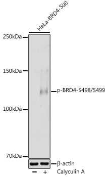 Phospho-BRD4-S498/S499 Rabbit Polyclonal Antibody