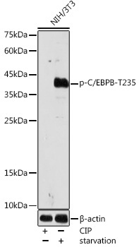 Phospho-C/EBPB-T235 Rabbit Polyclonal Antibody