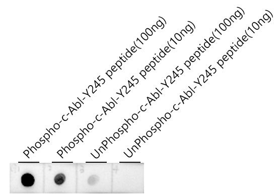 Phospho-c-Abl-Y245 Rabbit Polyclonal Antibody - Image 2