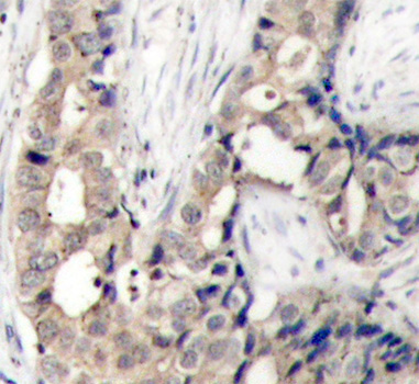 Phospho-c-Abl-Y412 Rabbit Polyclonal Antibody