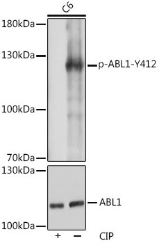 Phospho-c-Abl-Y412 Rabbit Polyclonal Antibody