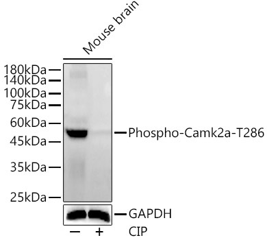 Phospho-Camk2-T286 Rabbit Polyclonal Antibody