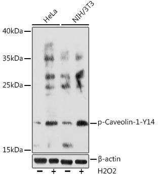 Phospho-Caveolin-1-Y14 Rabbit Polyclonal Antibody