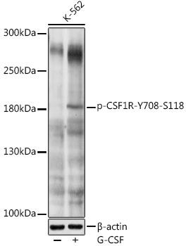 Phospho-CD115/CSF-1R-Y708 Rabbit Polyclonal Antibody