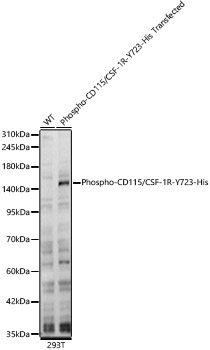 Phospho-CD115/CSF-1R-Y723 Rabbit Polyclonal Antibody