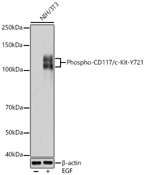 Phospho-CD117/c-Kit-Y721 Rabbit Polyclonal Antibody