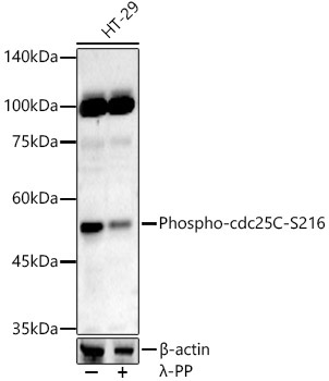 Phospho-cdc25C-S216 Rabbit Polyclonal Antibody