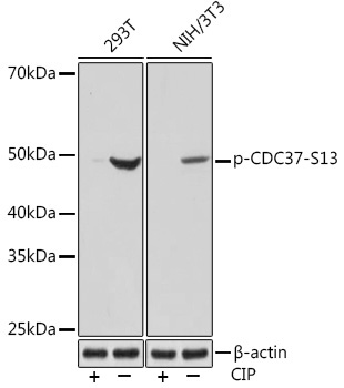 Phospho-CDC37-S13 Rabbit Monoclonal Antibody