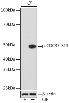 Phospho-CDC37-S13 Rabbit Monoclonal Antibody - Image 2