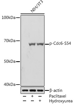Phospho-Cdc6-S54 Rabbit Monoclonal Antibody
