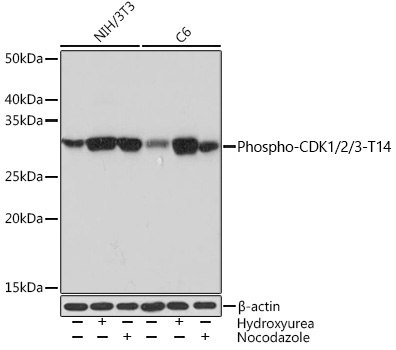 Phospho-CDK1/2/3-T14 Rabbit Monoclonal Antibody