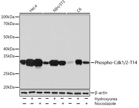 Phospho-Cdk1/2-T14 Rabbit Monoclonal Antibody
