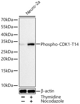 Phospho-CDK1-T14 Rabbit Monoclonal Antibody