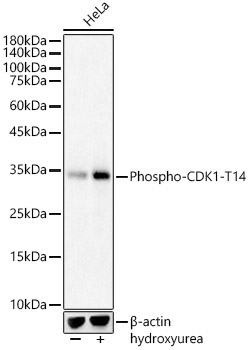Phospho-CDK1-T14 Rabbit Polyclonal Antibody