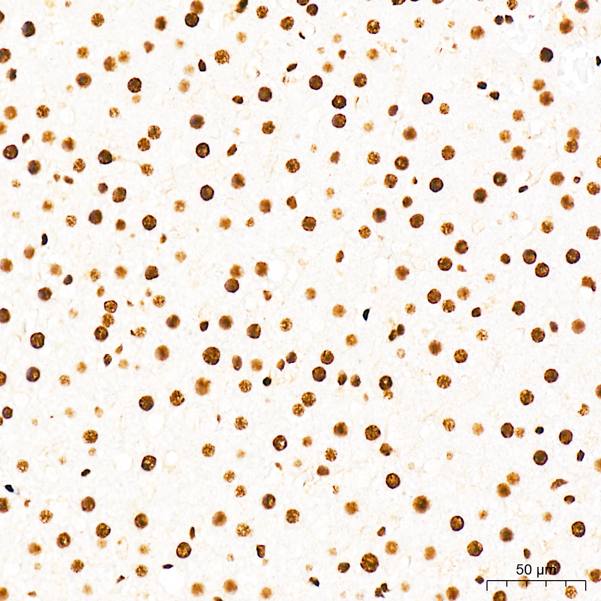 Phospho-CDK1-T161 Rabbit Polyclonal Antibody - Image 2