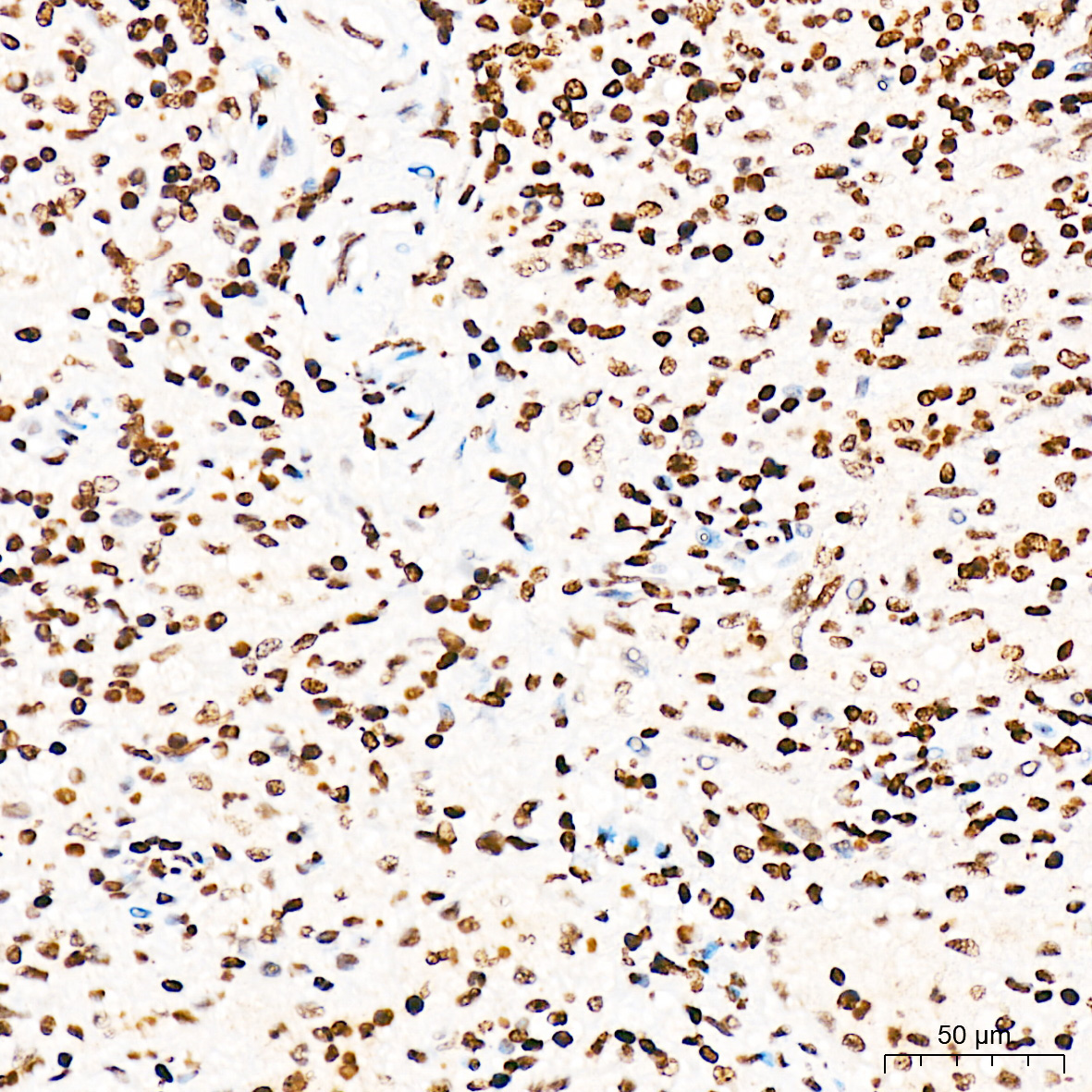 Phospho-CDK1-T161 Rabbit Polyclonal Antibody - Image 3