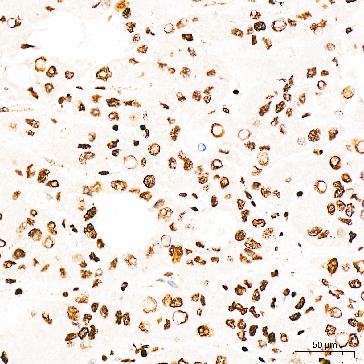 Phospho-CDK1-T161 Rabbit Polyclonal Antibody - Image 4