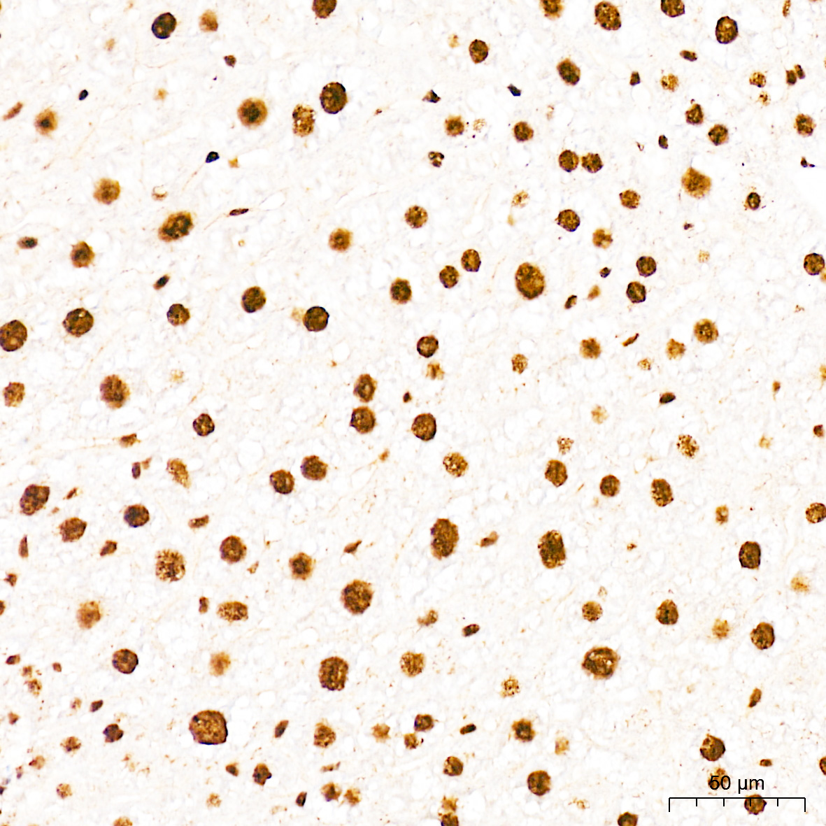Phospho-CDK1-T161 Rabbit Polyclonal Antibody - Image 5