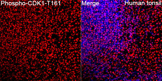 Phospho-CDK1-T161 Rabbit Polyclonal Antibody - Image 6