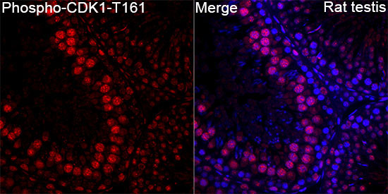 Phospho-CDK1-T161 Rabbit Polyclonal Antibody - Image 7
