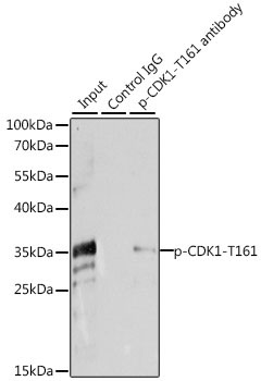 Phospho-CDK1-T161 Rabbit Polyclonal Antibody - Image 8