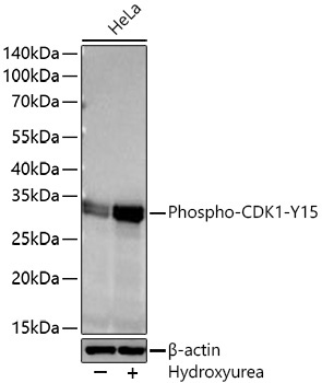 Phospho-CDK1-Y15 Rabbit Monoclonal Antibody