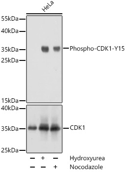 Phospho-CDK1-Y15 Rabbit Polyclonal Antibody