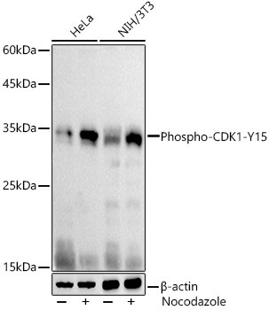 Phospho-CDK1-Y15 Rabbit Polyclonal Antibody - Image 2