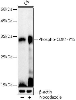 Phospho-CDK1-Y15 Rabbit Polyclonal Antibody - Image 3