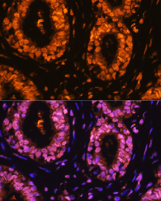 Phospho-CDK1-Y15 Rabbit Polyclonal Antibody - Image 7