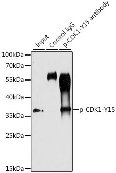 Phospho-CDK1-Y15 Rabbit Polyclonal Antibody - Image 8