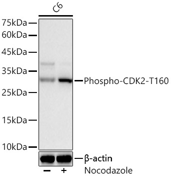 Phospho-CDK2-T160 Rabbit Monoclonal Antibody - Image 2