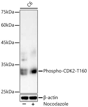 Phospho-CDK2-T160 Rabbit Polyclonal Antibody