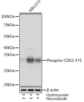 Phospho-CDK2-Y15 Rabbit Monoclonal Antibody