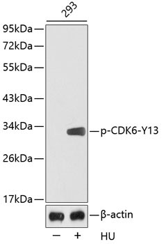 Phospho-CDK6-Y13 Rabbit Polyclonal Antibody