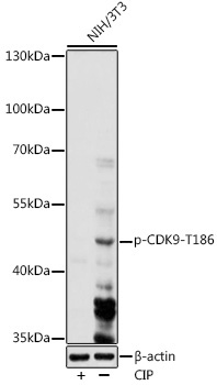 Phospho-CDK9-T186 Rabbit Polyclonal Antibody