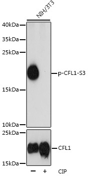 Phospho-CFL1-S3 Rabbit Polyclonal Antibody