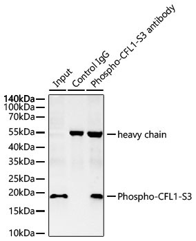 Phospho-CFL1-S3 Rabbit Polyclonal Antibody - Image 4