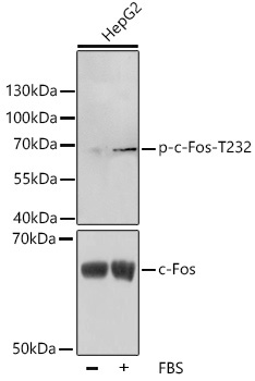 Phospho-c-Fos-T232 Rabbit Polyclonal Antibody