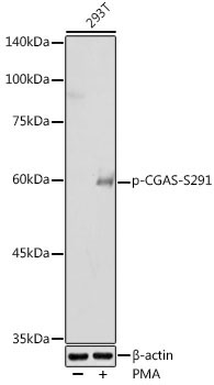 Phospho-CGAS-S291 Rabbit Polyclonal Antibody
