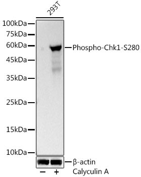 Phospho-Chk1-S280 Rabbit Monoclonal Antibody