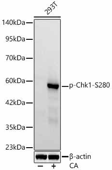 Phospho-Chk1-S280 Rabbit Monoclonal Antibody