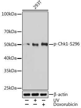 Phospho-Chk1-S296 Rabbit Monoclonal Antibody