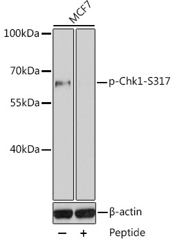Phospho-Chk1-S317 Rabbit Polyclonal Antibody