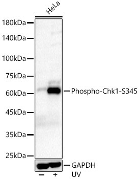 Phospho-Chk1-S345 Rabbit Monoclonal Antibody