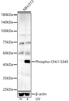 Phospho-Chk1-S345 Rabbit Polyclonal Antibody