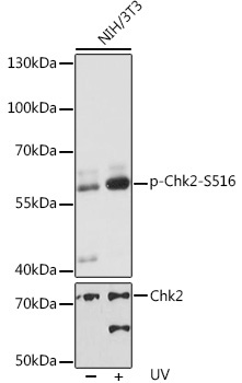 Phospho-Chk2-S516 Rabbit Polyclonal Antibody