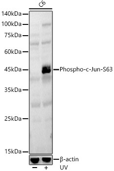 Phospho-c-Jun-S63 Rabbit Polyclonal Antibody